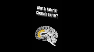 Anterior Cingulate Cortex ACC [upl. by Notreve]