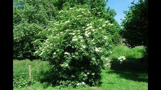 Elder Tree Sambucas nigra Elderflowers Elderflower Champagne [upl. by Tennaj]