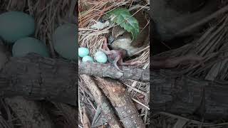 The cuckoo pushed out the third bird egg and I rescued them all back to nest杜鹃鸟把第3颗蓝色鸟蛋推出来了 cuckoo [upl. by Elleynad715]