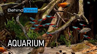 Behind Glass Aquarium Simulator  Blackwater setup No music no bubbler [upl. by Chas]