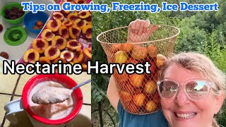 Nectarine Harvest Free Stone Seedling Grown in Yard Freezing Garden Produce Easy Fruit Ice Cream [upl. by Arymat]