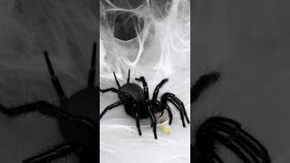 Funnel web spider ASMR Macrothele hungae eating a green banana roach Macrothele funnelwebspider [upl. by Einhapets]