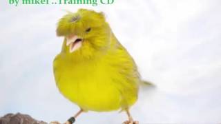 CANARY SINGING GLOSTER  Serinus canaria Traing CD [upl. by Odlanier]