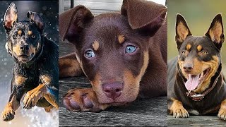 NEW Kelpie Video Compilation  Funny Awesome amp Cute Australian Cattle Dogs [upl. by Havelock]