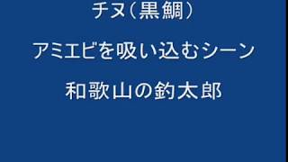 チヌ（クロダイ）が、オキアミを吸い込むように捕食する映像。 黒鯛の食べ方紹介 和歌山釣太郎 [upl. by Trilly]