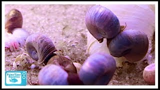 How to Get Rid of Snails in Your Fish Tank [upl. by Copeland]