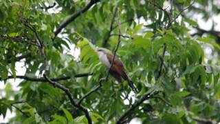 Yellowbilled Cuckoo [upl. by Rosenbaum219]