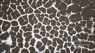 Patterned ground polygons permafrost in Antarctica Dji Mavic Pro [upl. by Rossi867]