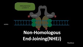 Non homologous end joining DNA repair [upl. by Trici]