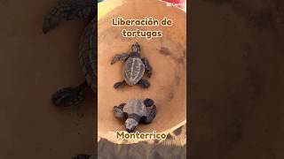 Liberación de Tortugas Tortugario El Banco Monterrico guatemala [upl. by Dej945]