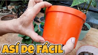 7 Cuidados Clave para Cultivar Árboles Frutales en Maceta [upl. by Skye]