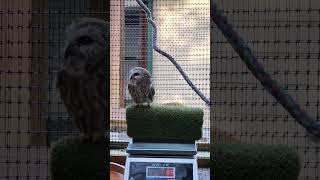 Tootsies weight Northern Sawwhet Owl [upl. by Germain]