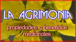 La Agrimonia Propiedades y Beneficios Medicinales [upl. by Cathe209]