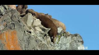 Walruses Falling From Cliff [upl. by Bevon624]