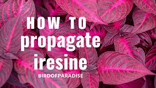 How to Grow Iresine Blazin’ Rose BloodleafWITHOUT ROOTING HORMONE Shade Plants BirdofParadise [upl. by Airotal213]