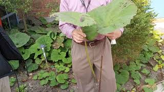 Asteraceae  Petasites japoniCUS var gigantEUS [upl. by Nylirehs]