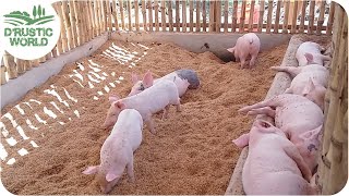 How to Make Nosmell Pig Pen Backyard Piggery Baboyang Walang Amoy [upl. by Holsworth565]