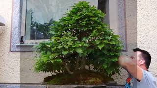 Fagus sylvatica bonsai forest [upl. by Sang]