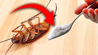 Como Eliminar Las Cucarachas Con Remedios Naturales ⇒ 5 Trucos Insecticida casero FUNCIONA [upl. by Tavey]