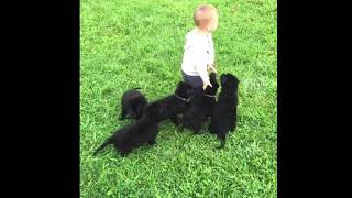 German Shepherd Puppies socialize with children [upl. by Eardnoed]