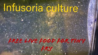 Infusoria culture FREE LIVE FOOD [upl. by Ylatfen]