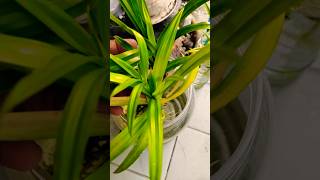 Bathroom Plants  plants [upl. by Ereynihc]