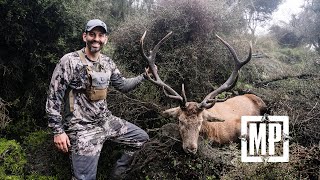 New Zealand Stag Hunt  Mark V Peterson [upl. by Ronaele346]