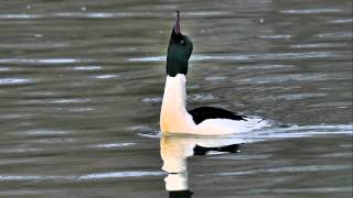 GänsesägerBildershow Vögel in Deutschland [upl. by Yrffej]