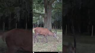 Young red deer stag wildlife [upl. by Chadburn]