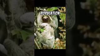 The Maned Sloth  A Valuable Creature 🤓 [upl. by Eissel]