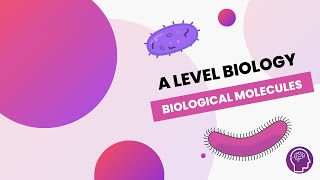 Animation How the Cell Cycle Works [upl. by Tharp569]