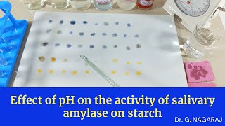 Effect of pH on the activity of salivary amylase on starch [upl. by Ainehs128]