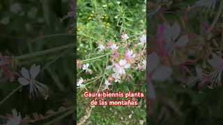 Gaura Biennis planta silvestre de Norte América [upl. by Janeen]