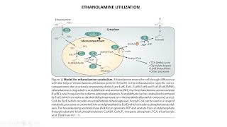 Ethanolamine Utilization [upl. by Zarihs897]