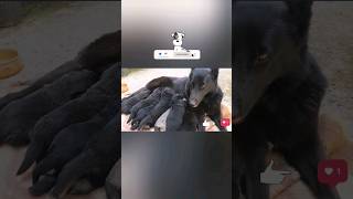 Dog Belgian wolfdog feeding her puppies ❤️dog dogs puppies short [upl. by Johnstone]