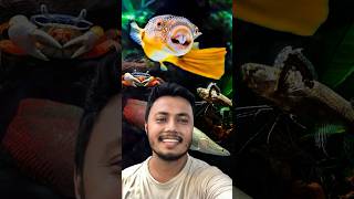 এমন বিরল ও অদ্ভুত মাছ আগে দেখিনি  Rare Aquarium Fish ornofpets [upl. by Ellswerth]