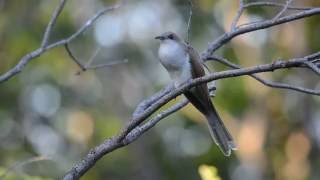 Blackbilled Cuckoo [upl. by Atlas]