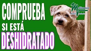 CÓMO SABER SI TU PERRO ESTÁ DESHIDRATADO ¡HAZ ÉSTA PRUEBA [upl. by Balch]