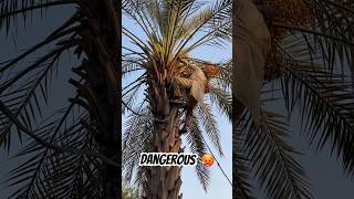 Dates tree 🌴 Dangerous process 😳NAQVI VLOGS [upl. by Krystal]