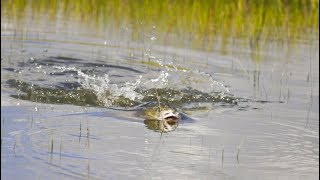 EPIC Topwater Fish Explosions  Fishing Saltwater Marsh [upl. by Surdna]