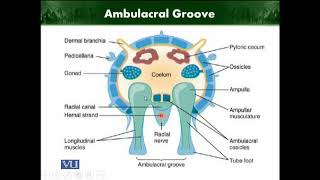 Ambulacral Groove  Animal Diversity Invertebrates  ZOO512TTopic225 [upl. by Areht204]