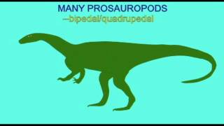 PL EXAM 2 TRANSITIONAL FOSSILS OF PROSAUROPODSavi [upl. by Ainezey769]