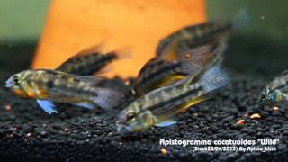 Apistogramma cacatuoides quotWildquot Stock 28042013 By ApistoLism [upl. by Nerland]