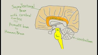 How to rehab TBI Traumatic Brain Injury [upl. by Oidgime]