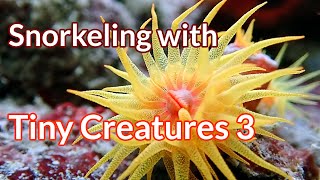 Hard corals Snorkeling with Tiny Creatures Ep3 [upl. by Meeks599]