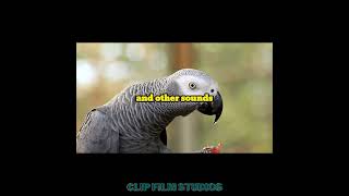 Facts about Parrots [upl. by Iover]