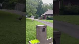 Tennessee Turkey out for a Stroll [upl. by Franni]