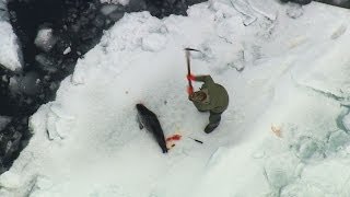 2014 Canadian Seal Hunt Exposed [upl. by Yennek]