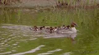 Goosander or Merganser Mergus merganser ♀ with Ducklings 2 [upl. by Kerek486]