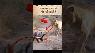 ये जानवर शेर से भी नही डरता  honeybadger bijju honeybadgers [upl. by Mackey4]